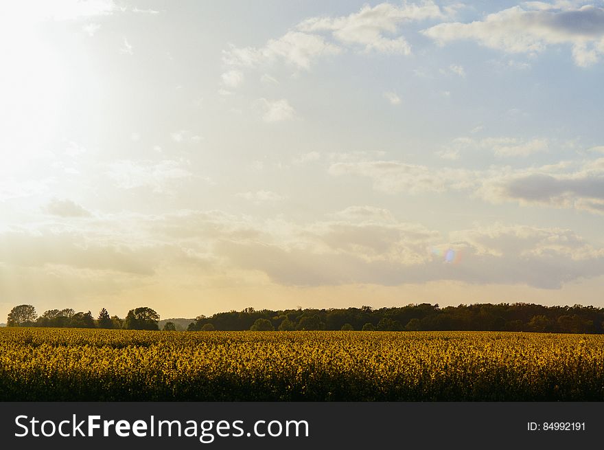 A field of sunflowers under the blue skies.