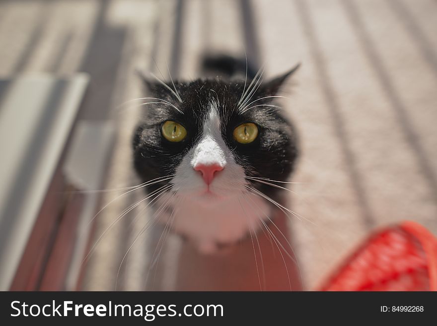 Selective Focus Photo of Tuxedo Cat during Daytime