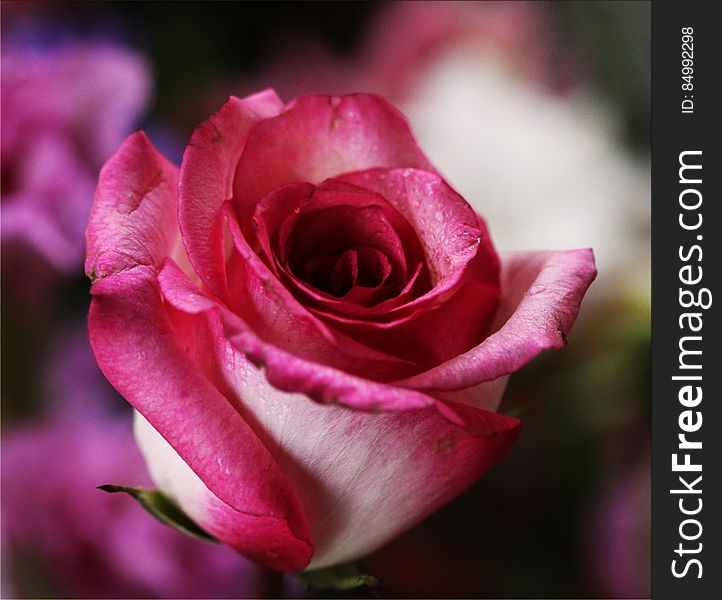 A close up of a red rose blossom.