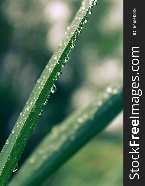 A close up of dew drops on a long thin leaf. A close up of dew drops on a long thin leaf.