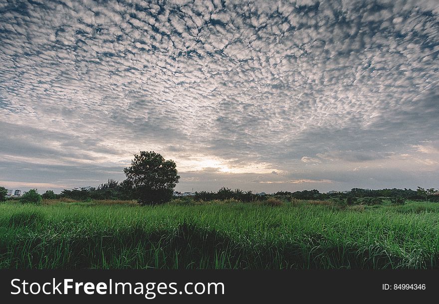 A meadow with tall green grass at sunset. A meadow with tall green grass at sunset.