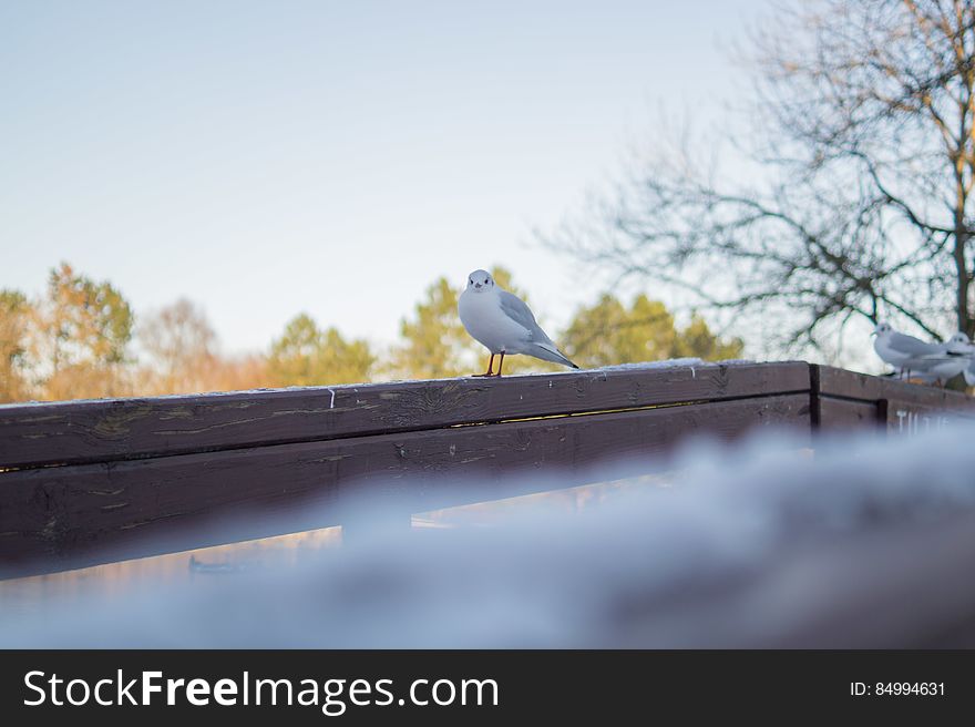 White And Gray Bird On Brown Wooden Handrail