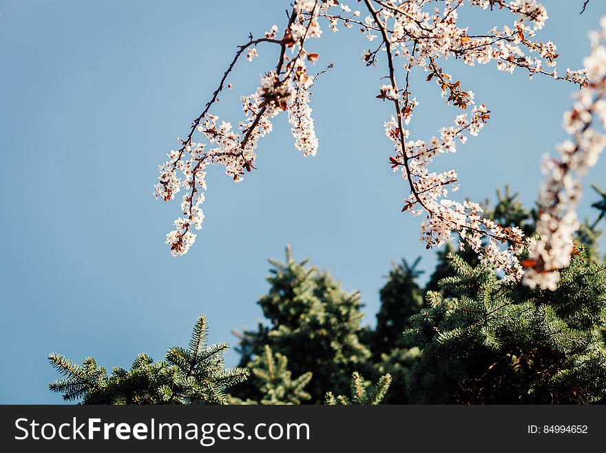 White Petaled Flower Under Clear Blue Sky during Daytime