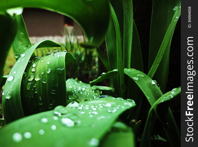 A close up of dew drops on green leaves. A close up of dew drops on green leaves.