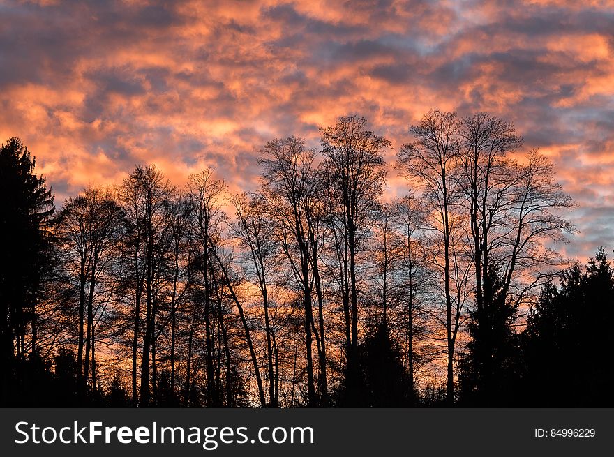Colored sky at sunset and silhouetted trees in a forest. Colored sky at sunset and silhouetted trees in a forest.