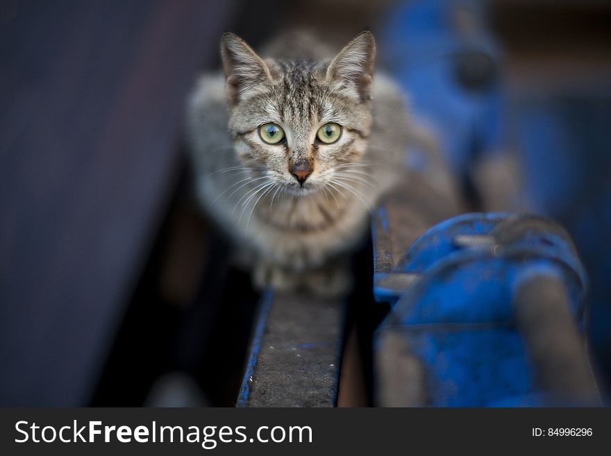 Portrait of small tabby kitten sitting on a fence looking worried or thoughtful, blurred background. Portrait of small tabby kitten sitting on a fence looking worried or thoughtful, blurred background.