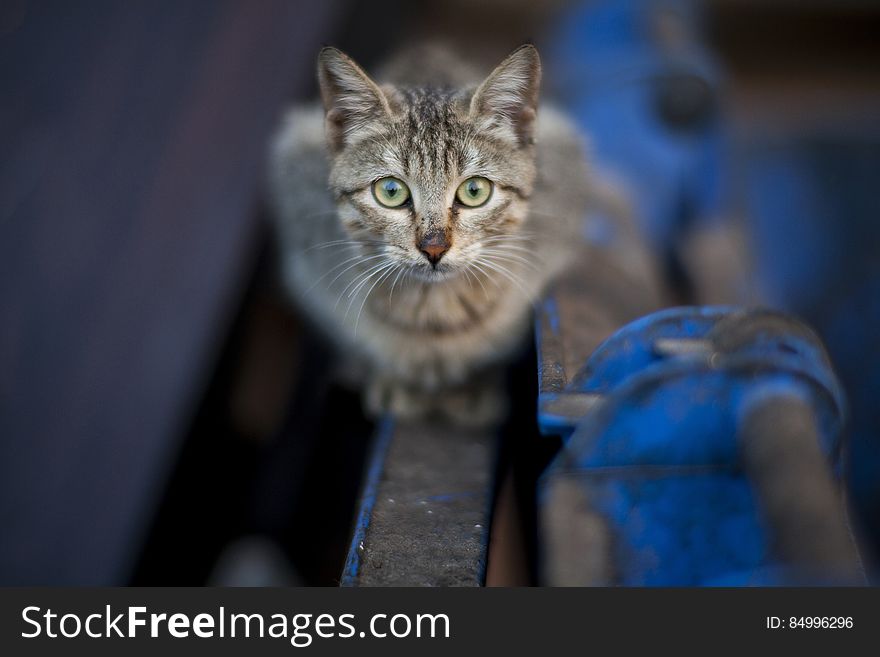 Portrait of a tabby kitten