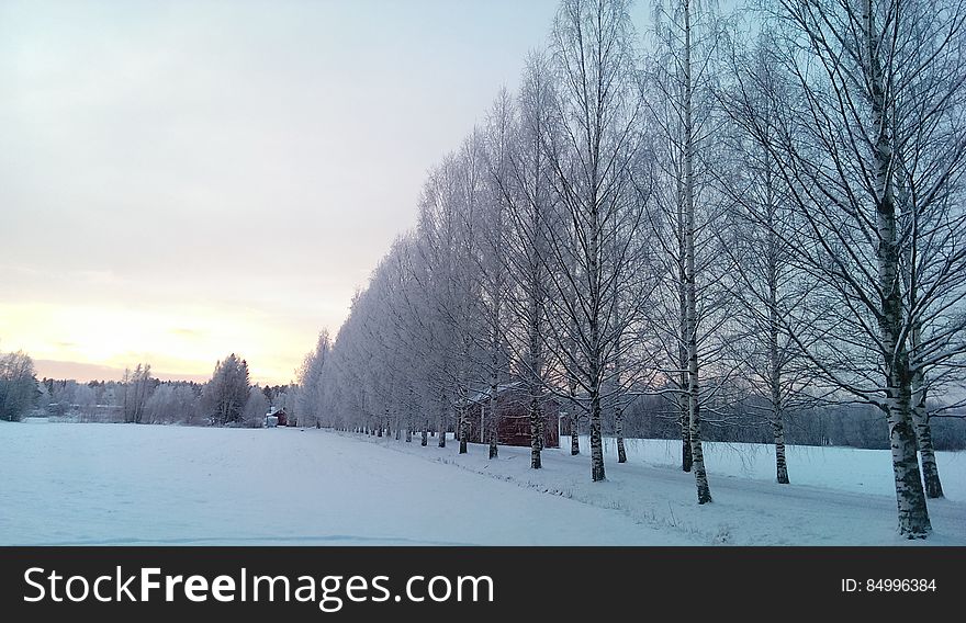 Rows of birch trees and a road in the middle of fields in the winter. Rows of birch trees and a road in the middle of fields in the winter.