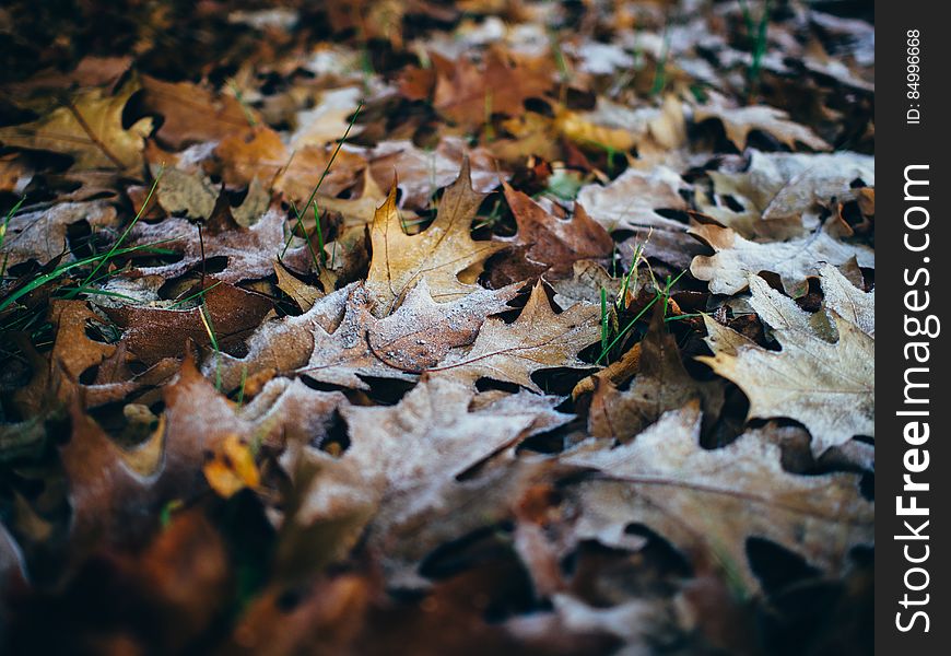 Oak leaves on ground