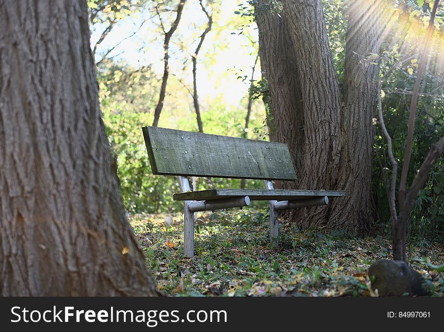 A bench between the trees in a park. A bench between the trees in a park.