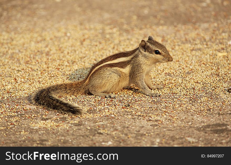 A close up of a chipmunk on the ground. A close up of a chipmunk on the ground.