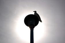 Seagull And The Street Light Royalty Free Stock Photo