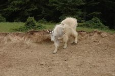 Mountain Goat 1 Stock Image Mountain Goat 1 Stock Image