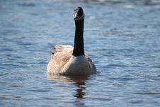 Goose On Water 6 Royalty Free Stock Photo Goose On Water 6 Royalty Free Stock Photo