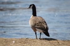 Goose On Grass Royalty Free Stock Photography Goose On Grass Royalty Free Stock Photography
