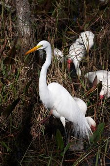 White Egret Stock Image White Egret Stock Image