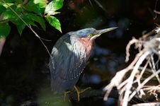 Blue Heron Stock Photos Blue Heron Stock Photos