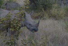 Rhinoceros Close-up Stock Image
