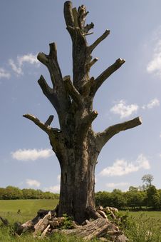 Dead Tree Stock Photography Dead Tree Stock Photography
