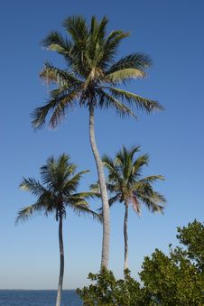 Three Palms Royalty Free Stock Images