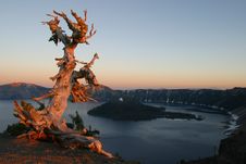 White Bark Pine Sunset Stock Image White Bark Pine Sunset Stock Image