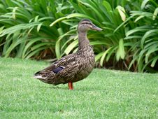 Mother Duck Looking Out Stock Images Mother Duck Looking Out Stock Images
