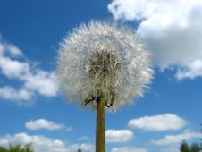 Dandelion Flower Royalty Free Stock Photo Dandelion Flower Royalty Free Stock Photo