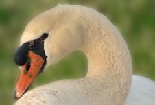Portrait Of A Swan Royalty Free Stock Image Portrait Of A Swan Royalty Free Stock Image