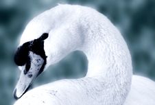 Portrait Of A Swan Royalty Free Stock Image Portrait Of A Swan Royalty Free Stock Image