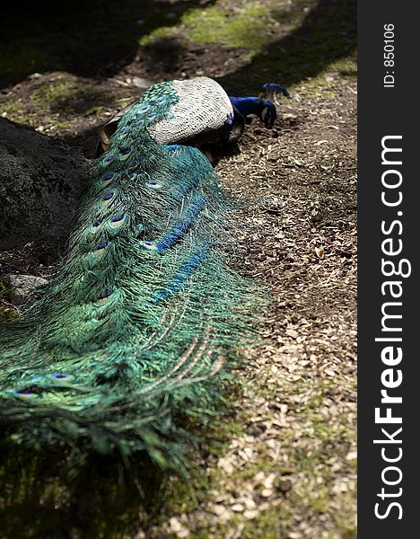 A peacock in a zoo