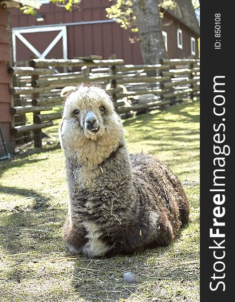 A grinning Alpaca in a zoo. A grinning Alpaca in a zoo