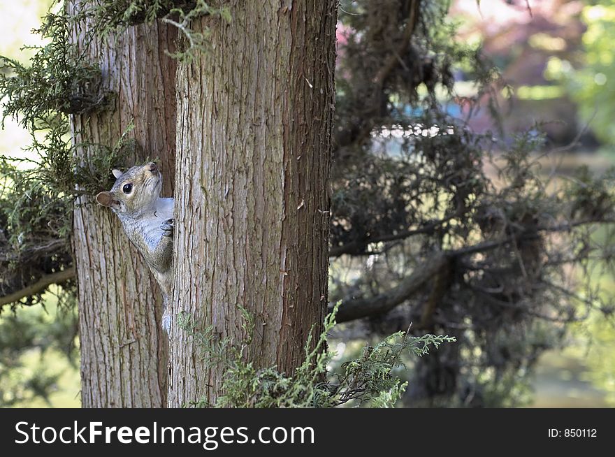 A squirrel climbing and looking on a tree. A squirrel climbing and looking on a tree