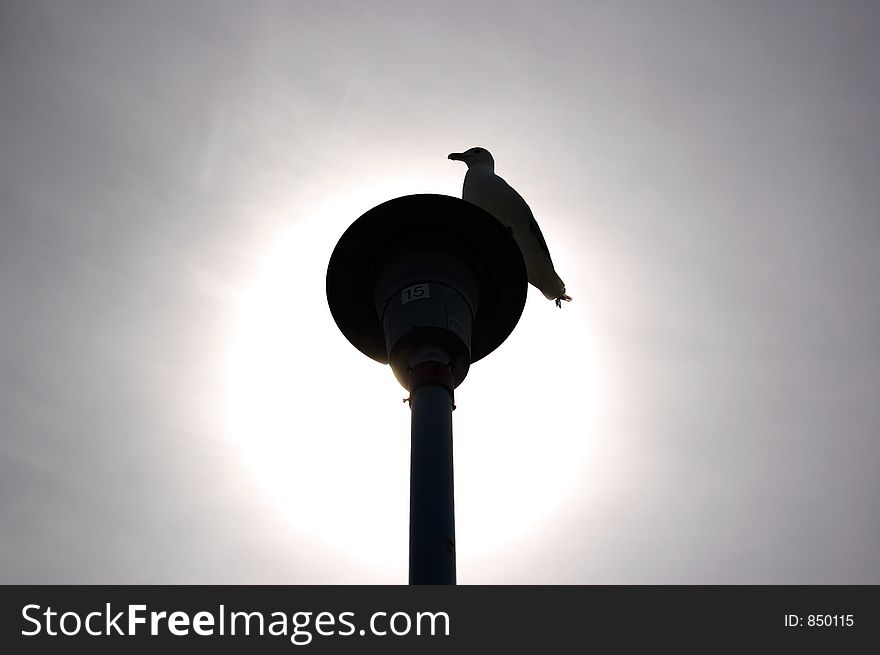 A seagull perched and resting on a street light. A seagull perched and resting on a street light
