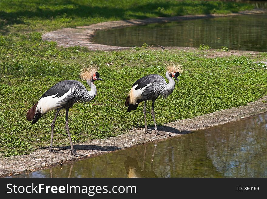 A couple of Black Crowned Cranes