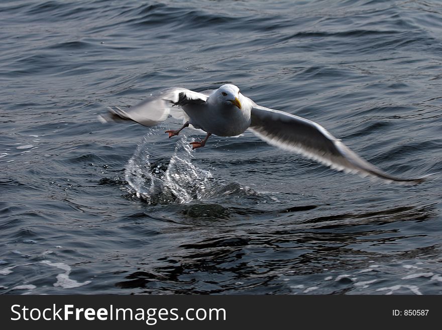 Seagull taking off