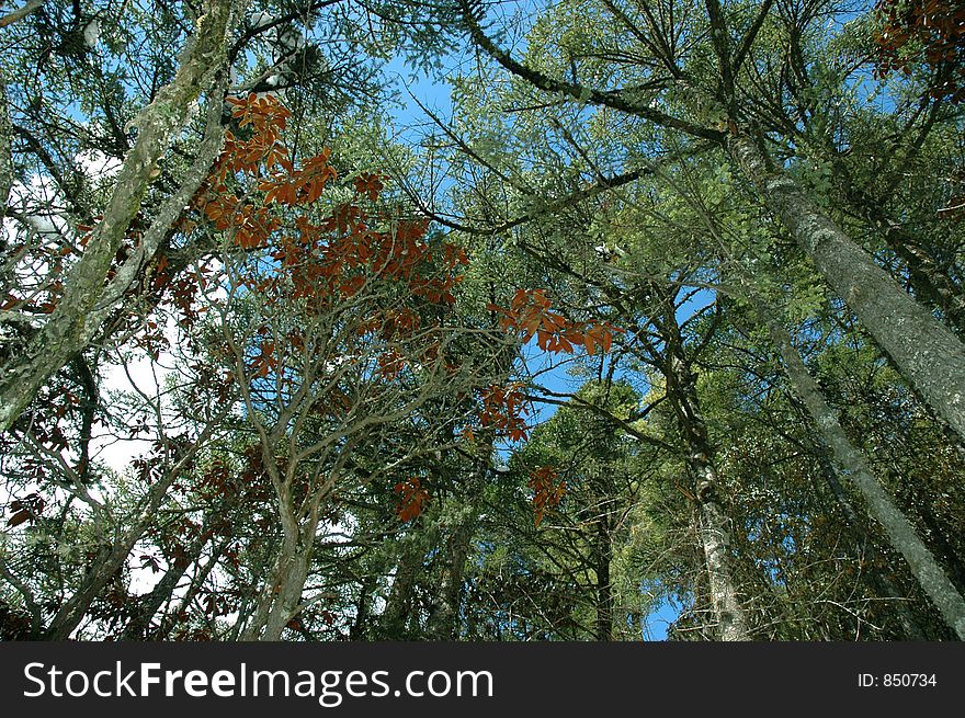 Forest in the Himalaya