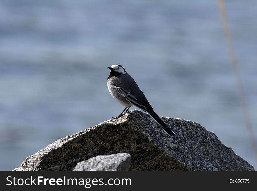Norwegian Bird