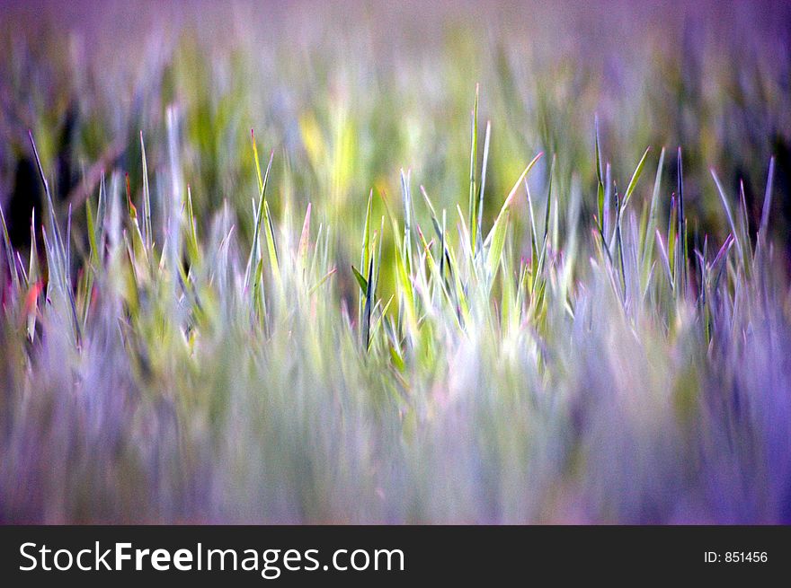 Colourful abstract grass