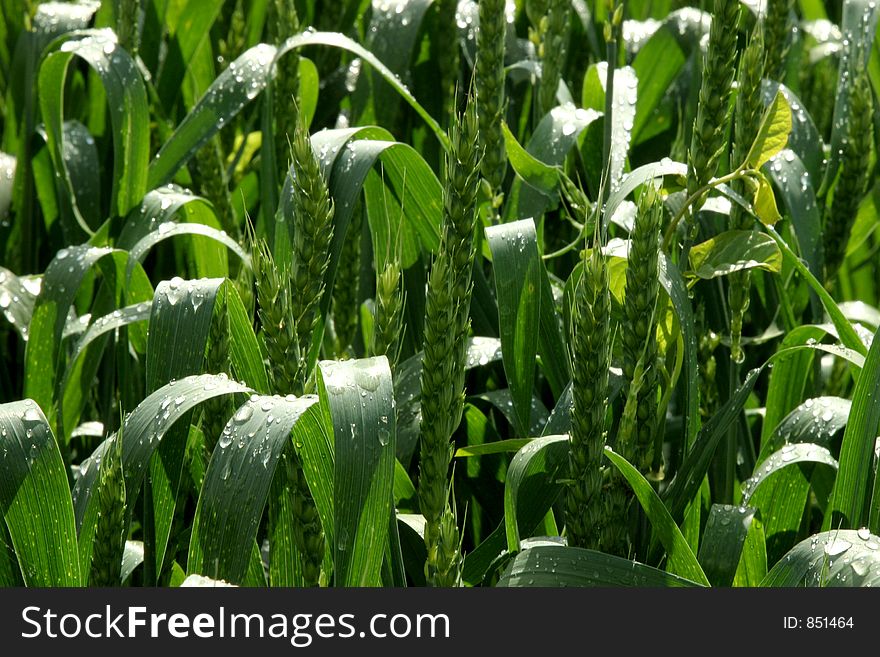 Spring field with green grass. Spring field with green grass