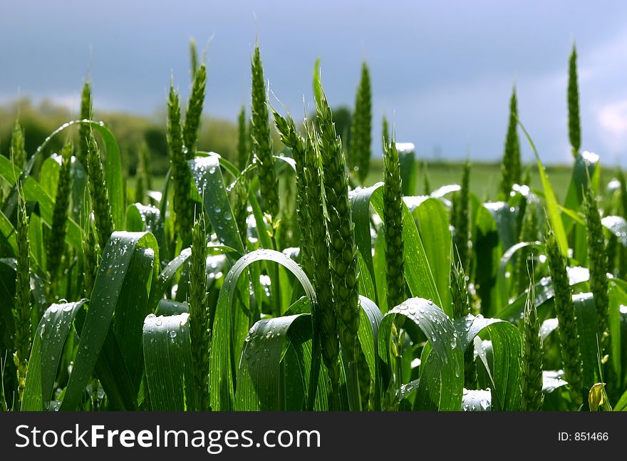 Spring field with green grass and blue sky. Spring field with green grass and blue sky
