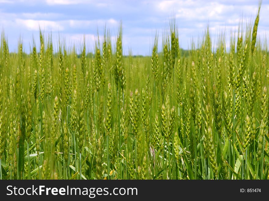 Spring field with green grass and blue sky. Spring field with green grass and blue sky