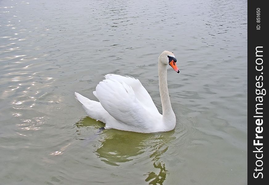 Swan in a Lake