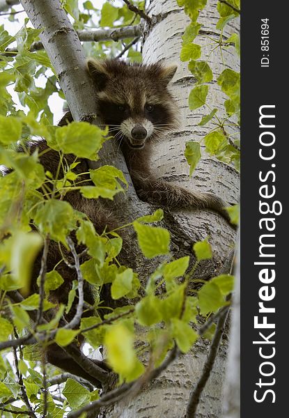 Snarling Raccoon (Procyon lotor) sits in leafy perch