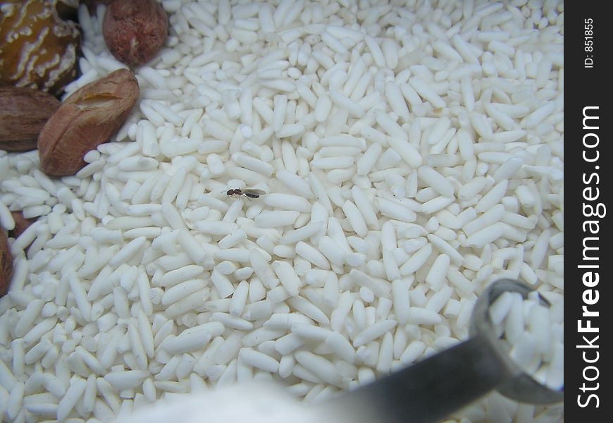 Insect Fly In Rice