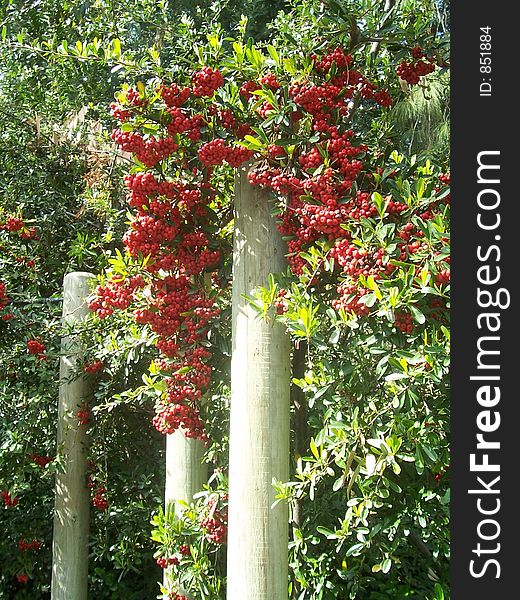 Clusters of lush red berries growing over posts in Los Angeles Zoo. Clusters of lush red berries growing over posts in Los Angeles Zoo.