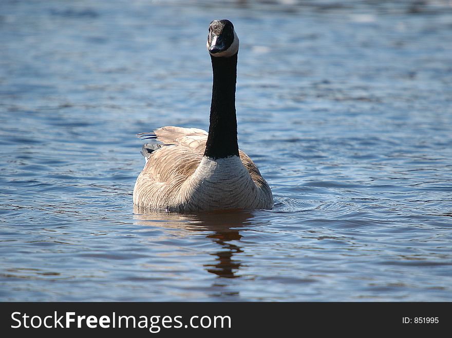 Goose on water 6