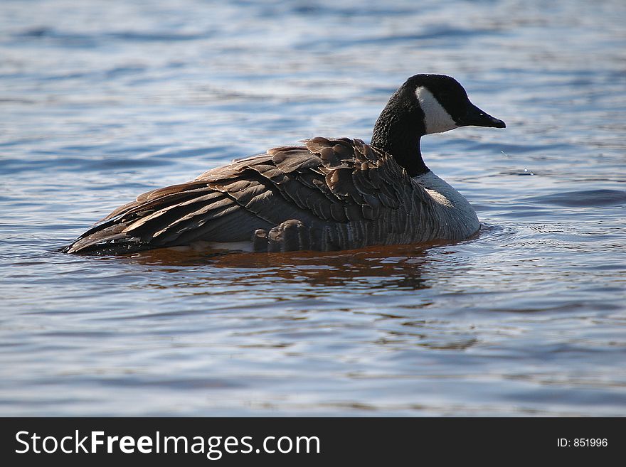 Goose on water close-up. Goose on water close-up