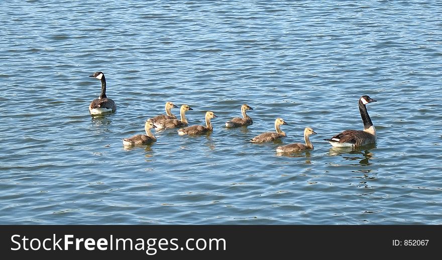 Adult geese with 7 goslings. Adult geese with 7 goslings