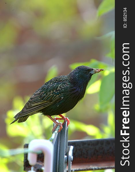 Starling on clothes line