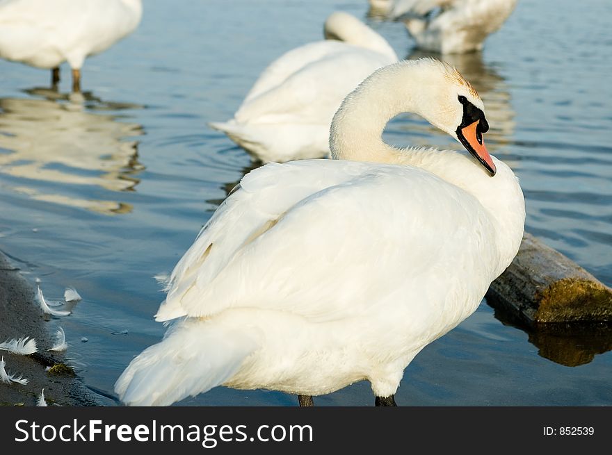 A flock of swans